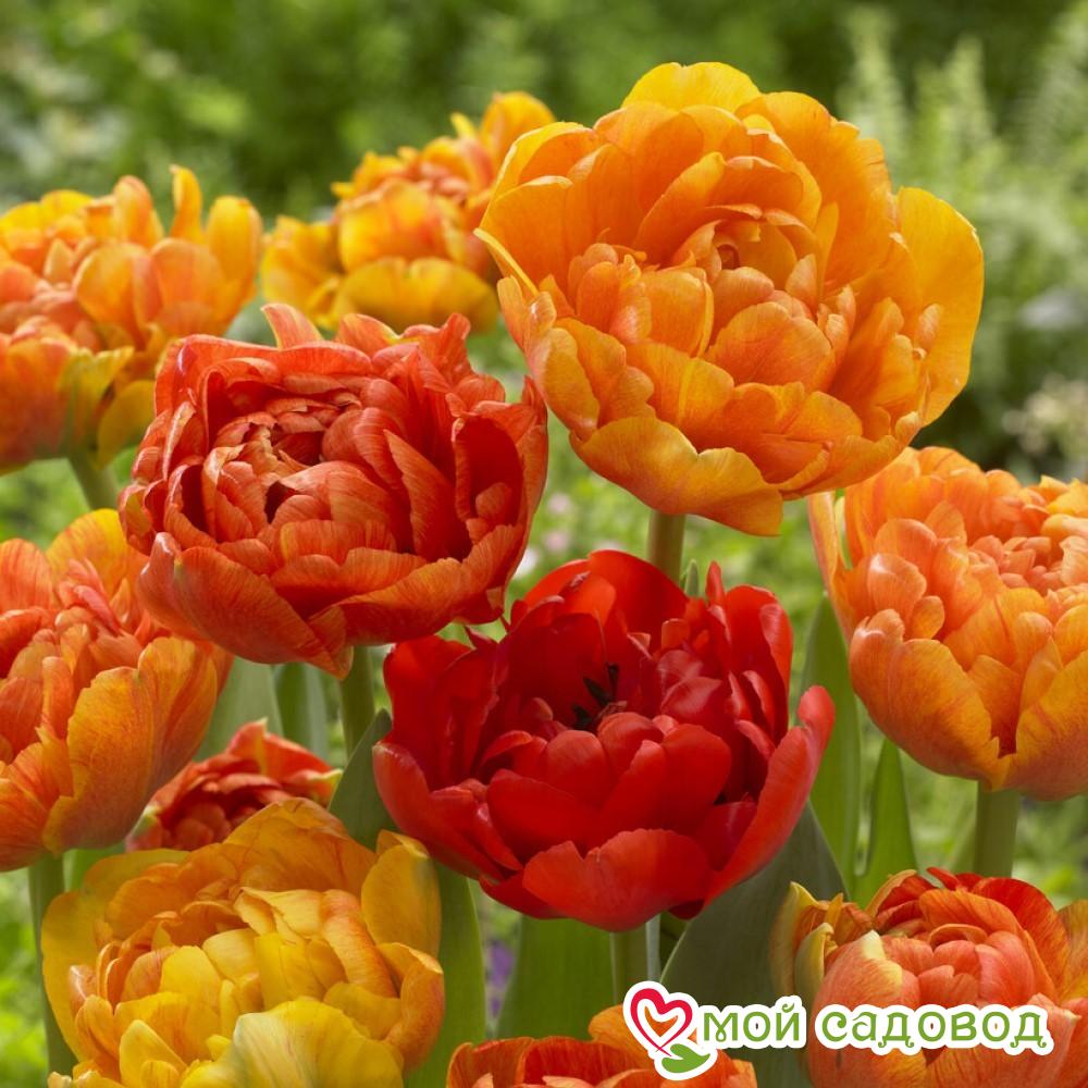 Тюльпан махровый Монте Флейм