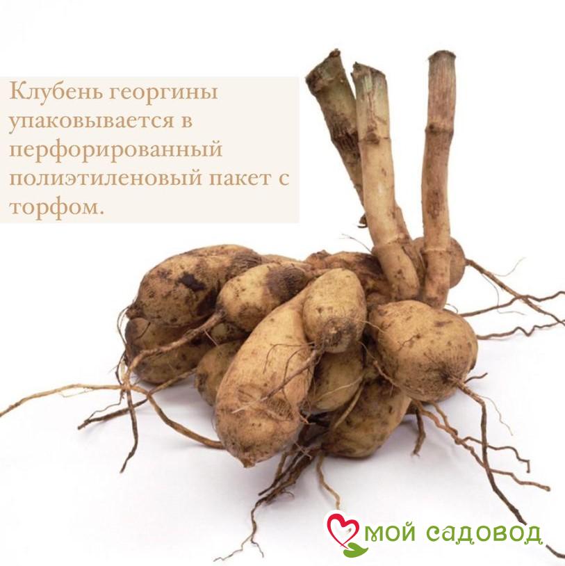 Георгина Вулкан