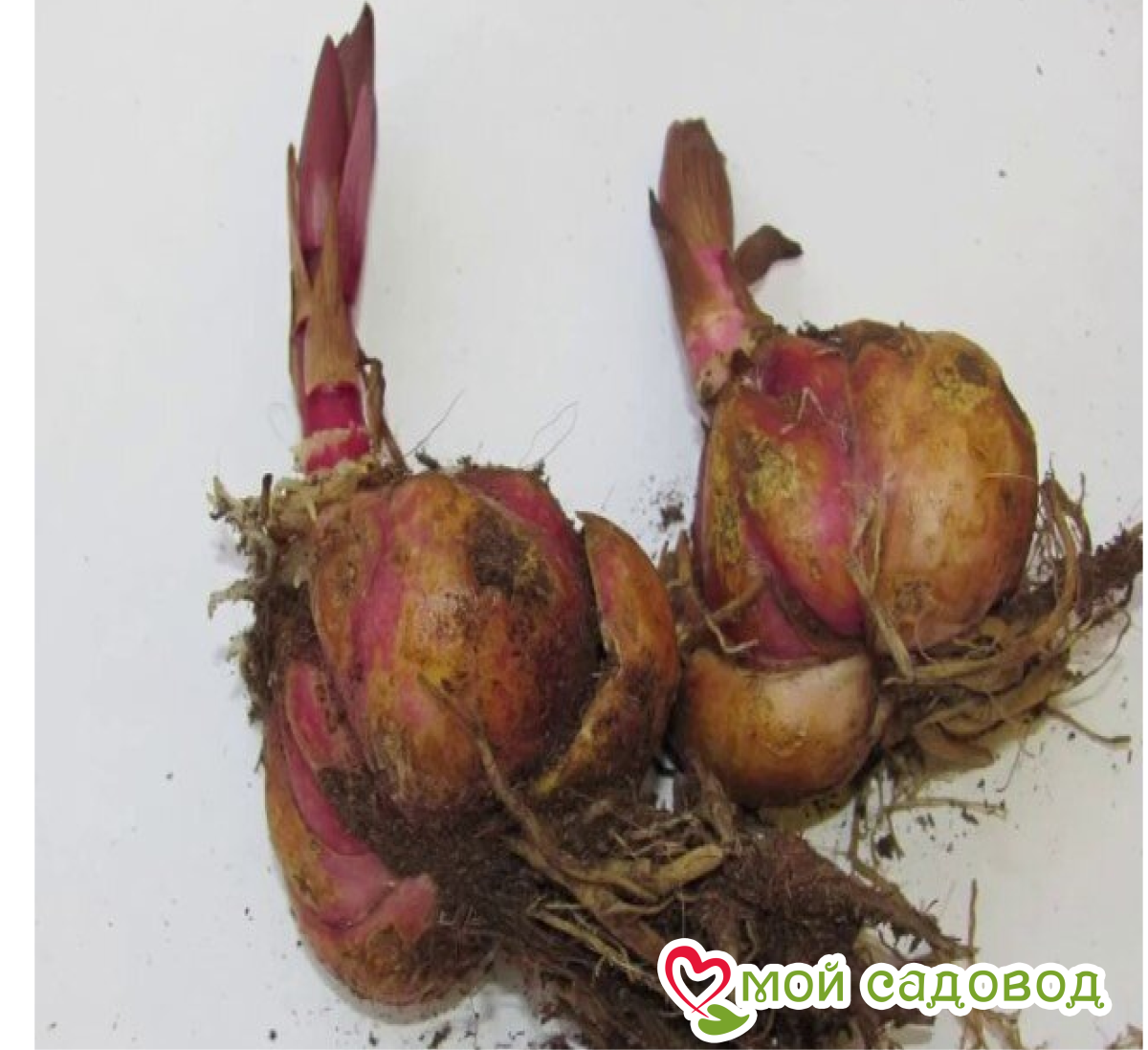 Лилия Сафайер Лоcтер